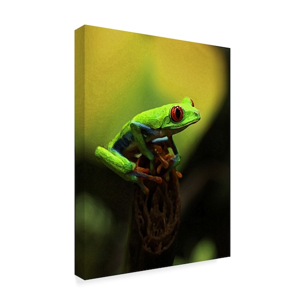 Dana Brett Munach 'Tree Frog' Canvas Art,35x47